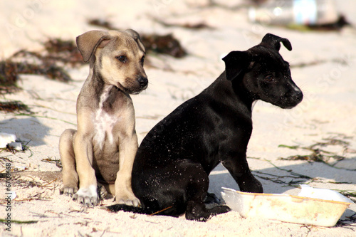 Hundewelpen im Sand © Ervin Monn