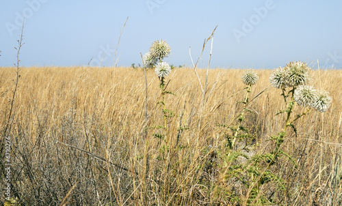 estate mediterranea