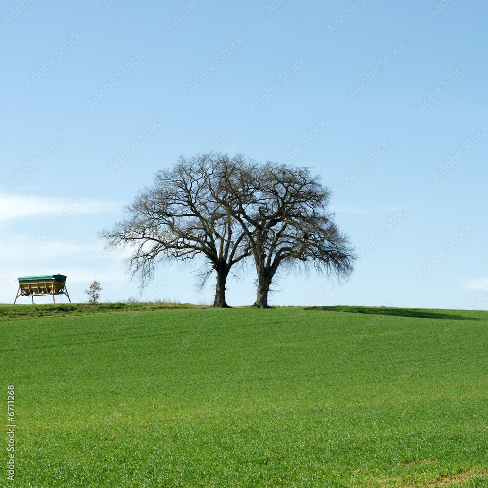 Obraz premium arbres