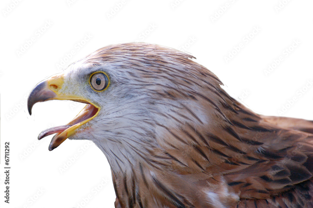 Fototapeta premium Eagle