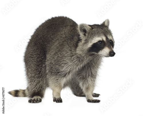 Fototapeta Naklejka Na Ścianę i Meble -  raccoon (9 months) -  Procyon lotor