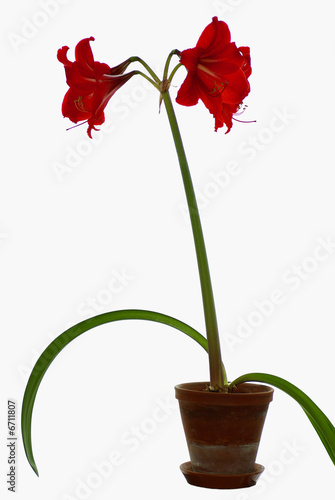 amaryllis