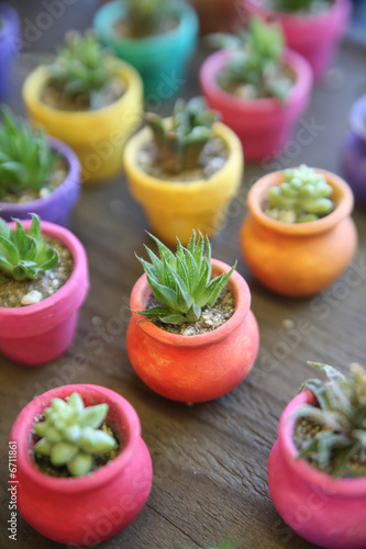 Miniature Cactus in colorful planters