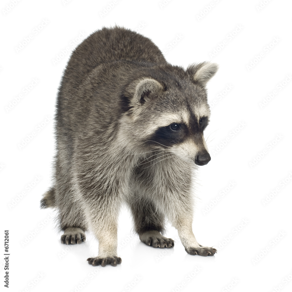Obraz premium raccoon (9 months) - Procyon lotor