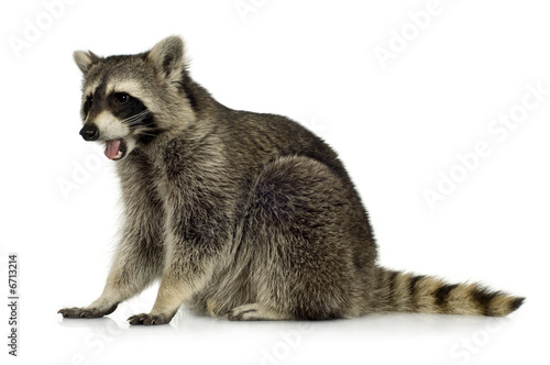 Fototapeta Naklejka Na Ścianę i Meble -  raccoon (9 months) -  Procyon lotor