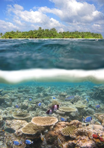 Maldive Reef