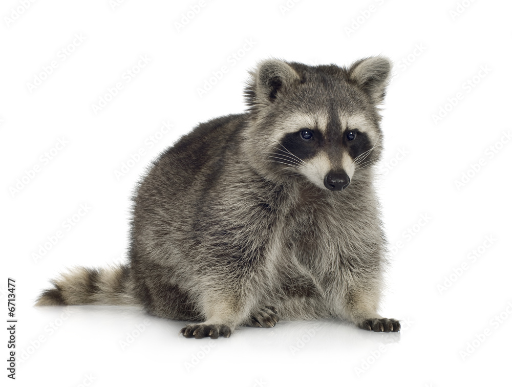 raccoon (9 months) -  Procyon lotor