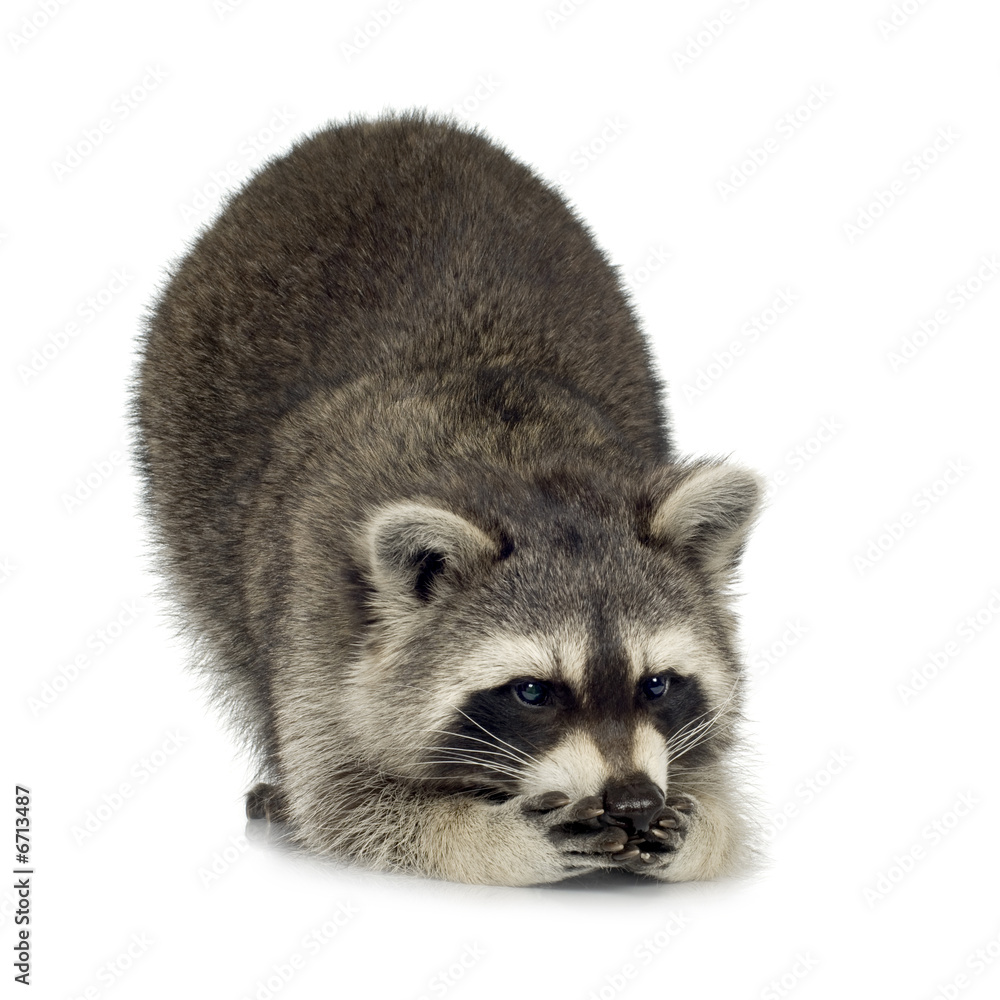 raccoon (9 months) - Procyon lotor raccoon (9 months) - Procyon lotor