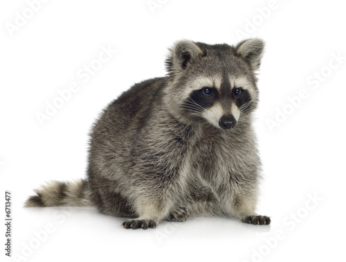 raccoon (9 months) -  Procyon lotor © Eric Isselée