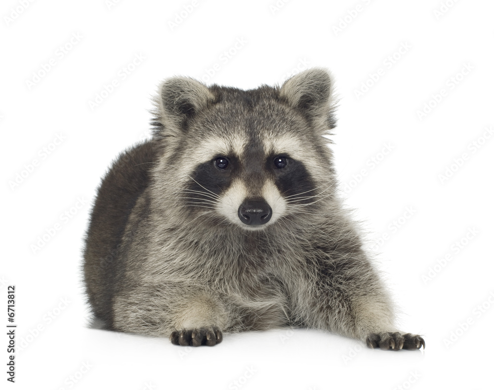 raccoon (9 months) -  Procyon lotor