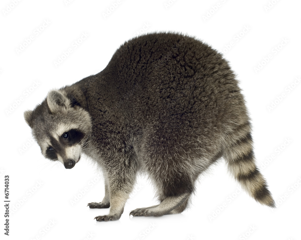 Fototapeta premium raccoon (9 months) - Procyon lotor