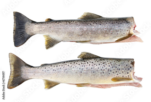 fish trout