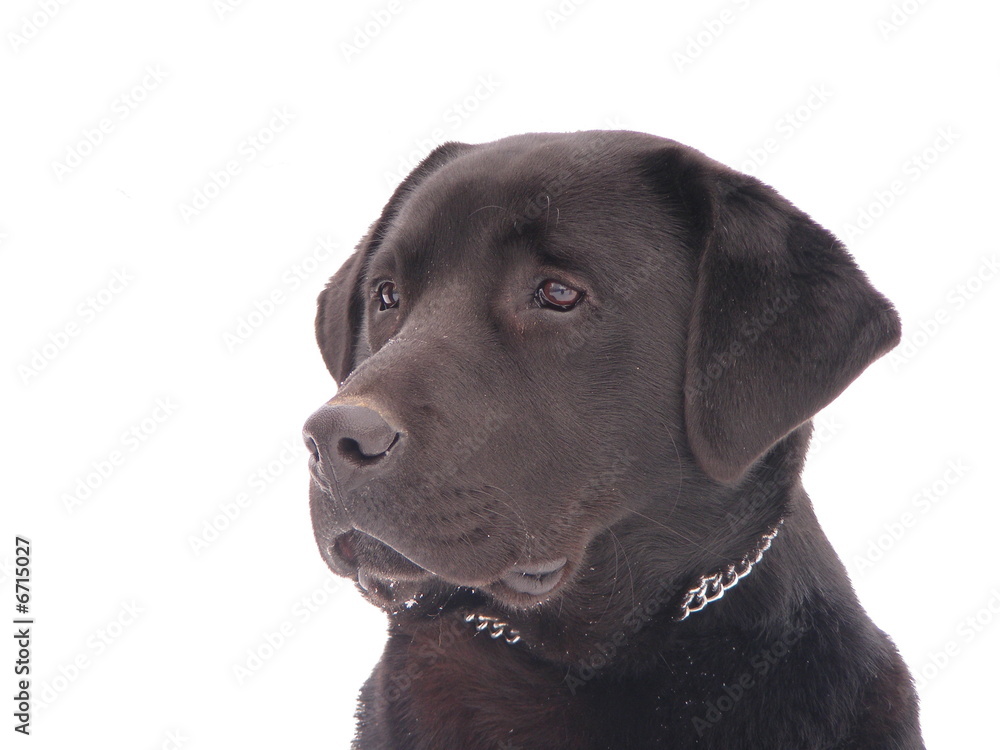 Labrador dog portrait in front of white background