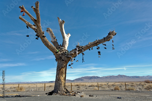 Shoe tree