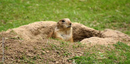 Wallpaper Mural Hunter Torontodigital.ca