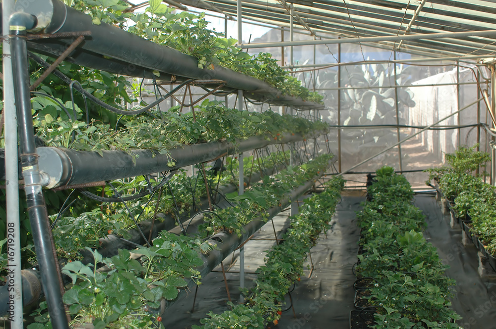 cultivo hidropónico de fresas cultivo hidropónico de fresas