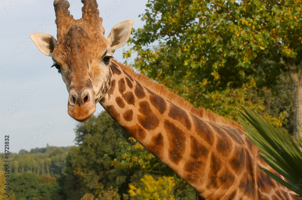 Obraz premium Giraffe