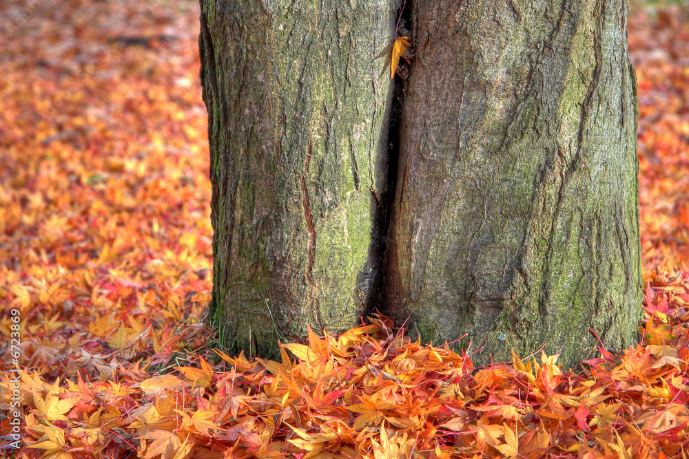 Obraz premium Herbst