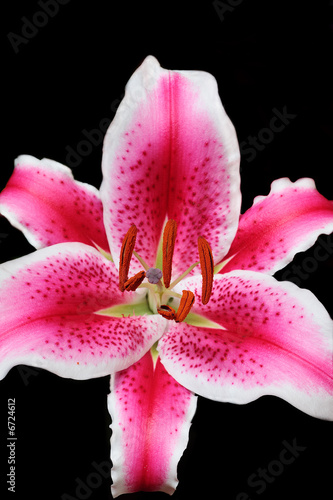 Stargazer Lilly