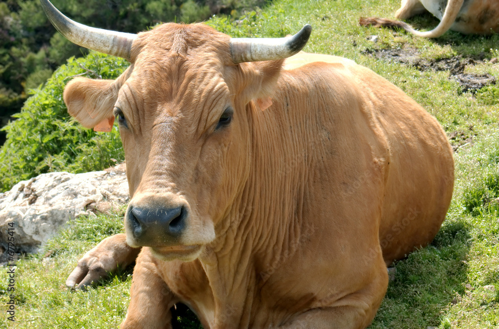 Cow