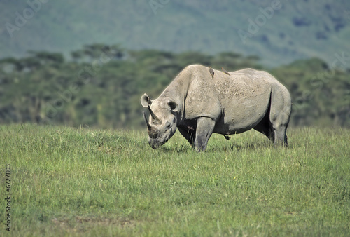 Africa-Rhinoceros