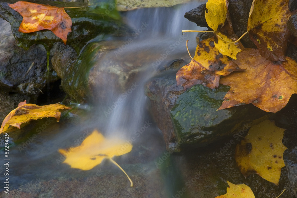 wet fall