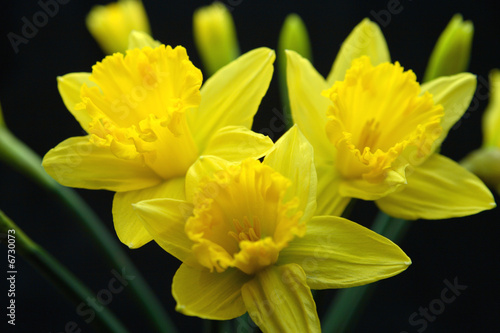 Yellow Daffodil