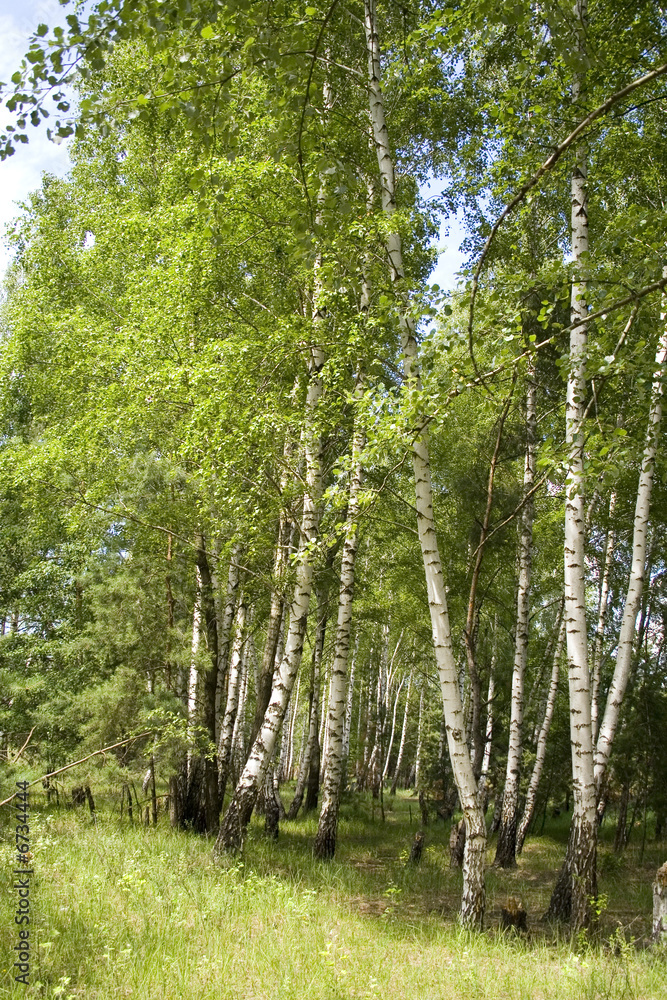 birchwood birchwood