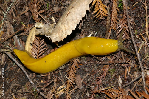 Pacific giant banana slug