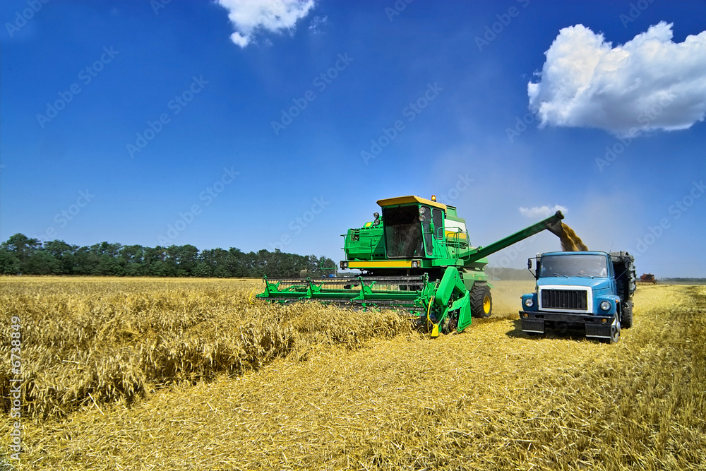 Obraz premium reaping20