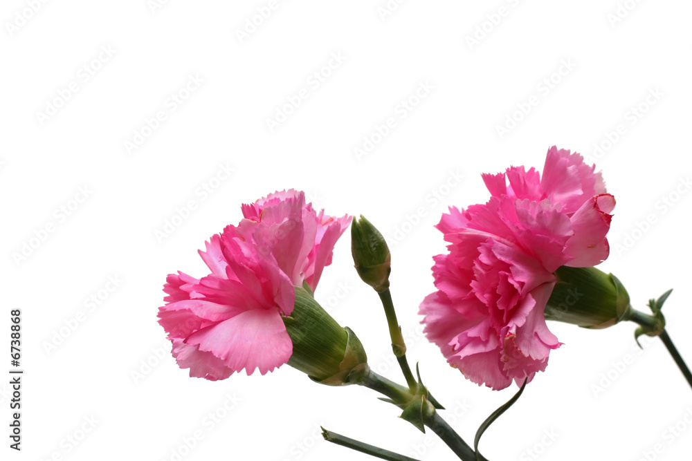 carnations carnations
