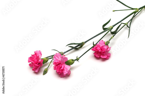 carnations