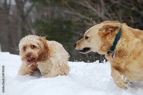 aggressive dogs in the snow