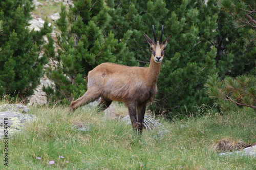 chamois   massif du Mercantour