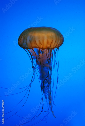 Jelly fish in the ocean #6741669