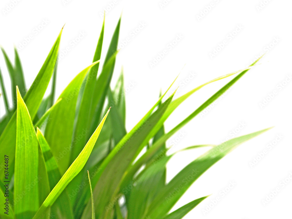 Fototapeta premium palmiers en herbes