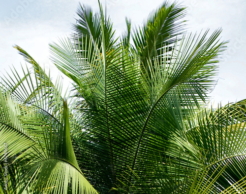 palm tree