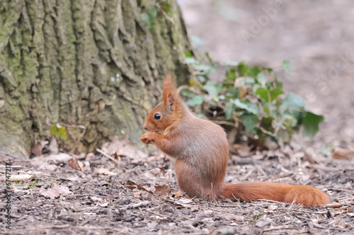 Red squirrel   cureuil roux