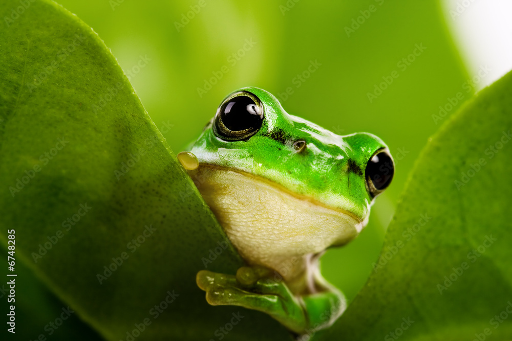 Frog peeking out - obrazy, fototapety, plakaty 