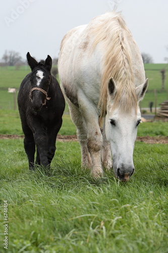 percheron blanc et noir