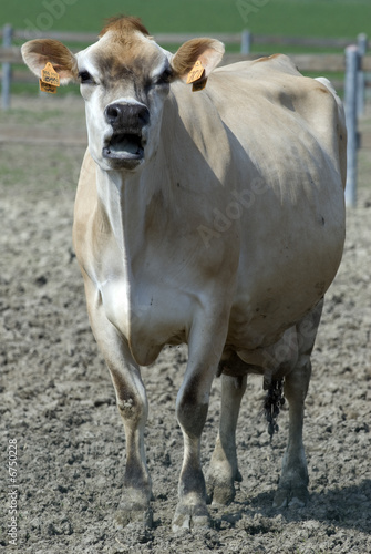 Cow photo