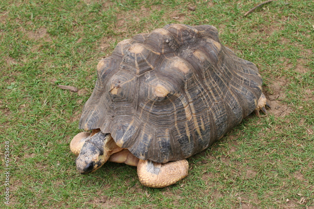 Obraz premium radiated tortoise