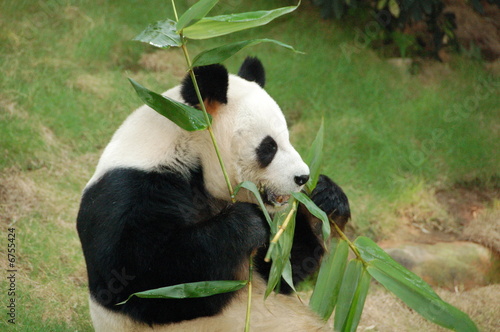 Fototapeta Naklejka Na Ścianę i Meble -  Panda