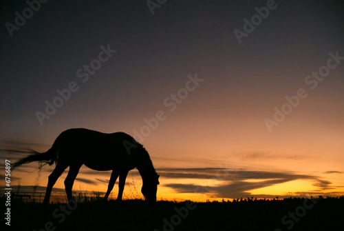 horse grazing at sunset © Dan65