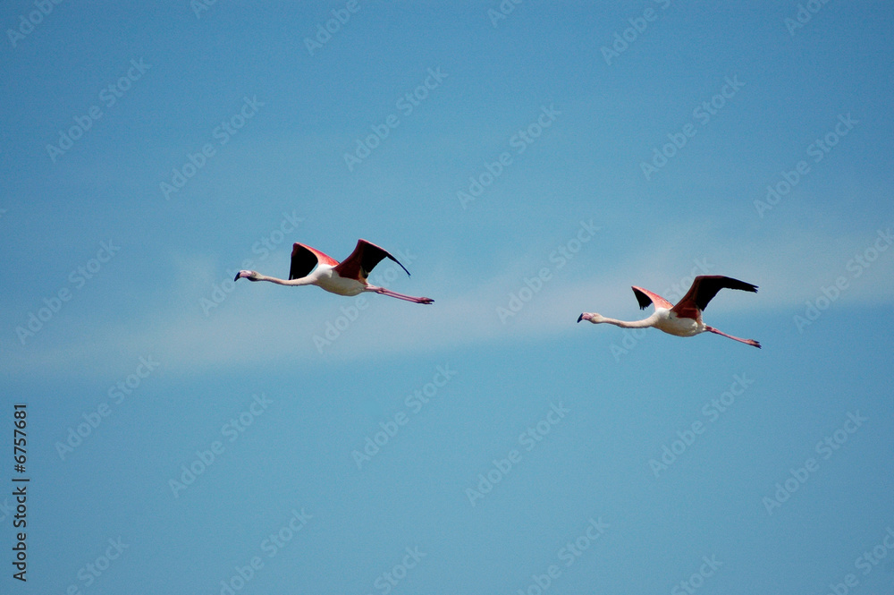 Fototapeta premium CAMARGUE 13