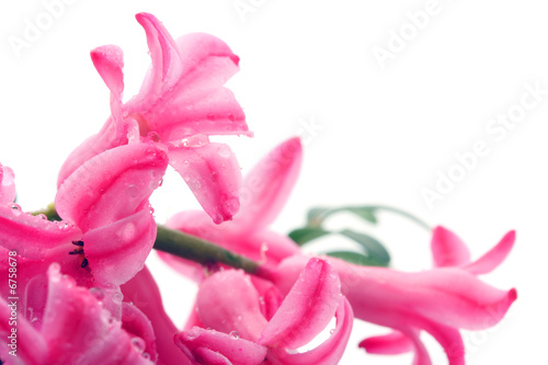 Fototapeta Naklejka Na Ścianę i Meble -  Hyacinths flowers.
