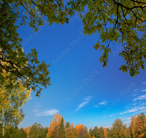 background of leaves  trees and blue sky