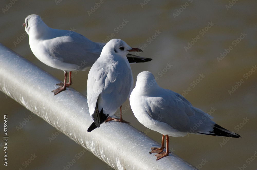 Fototapeta premium Seagulls over Main