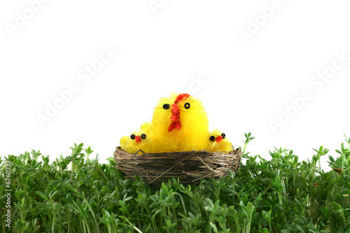 chickens in basket on cress