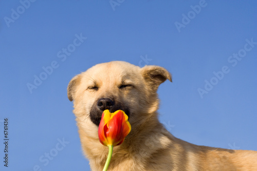 front view puppy dog close eyes and smelling tulip